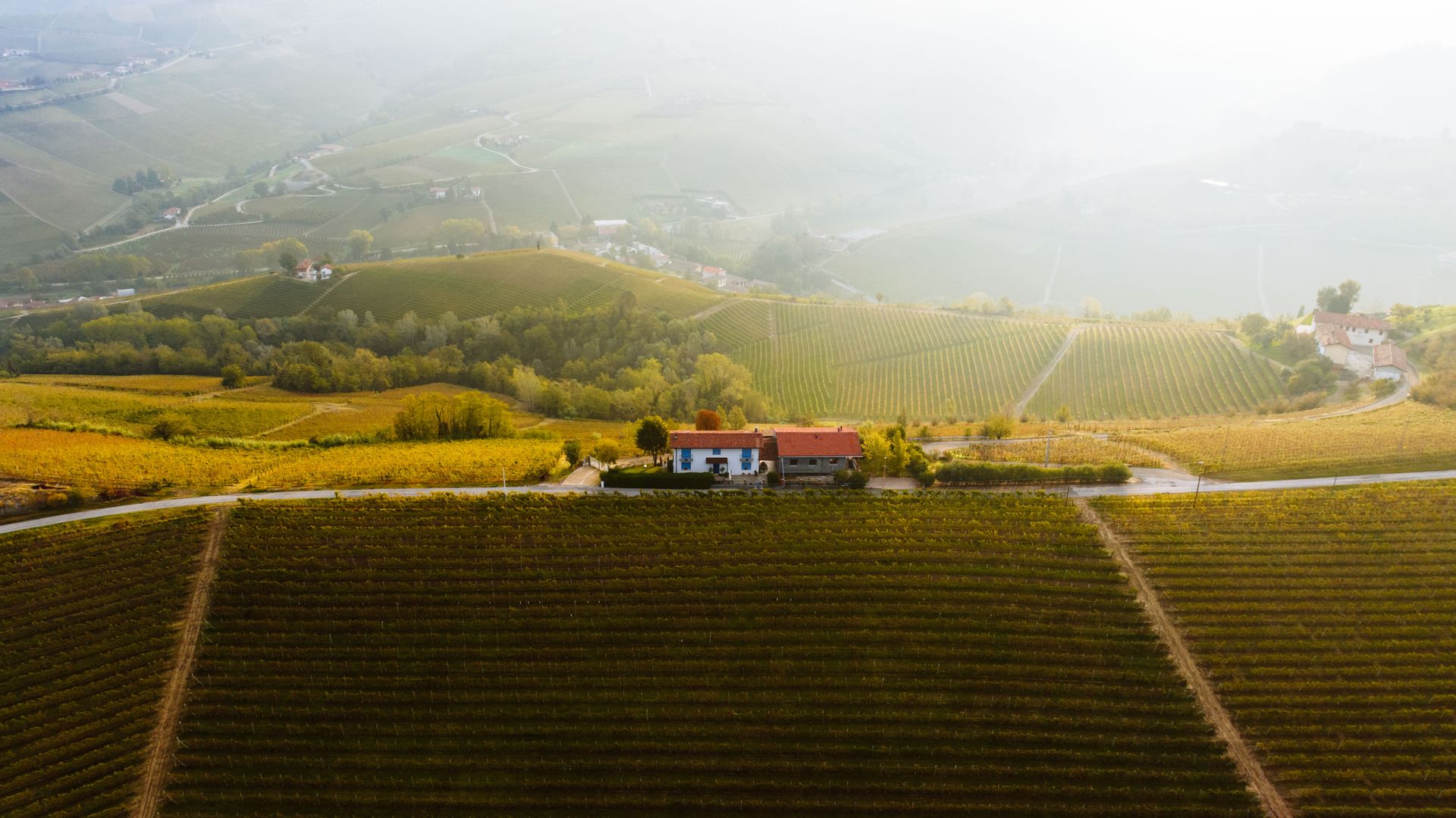 Aerial view of vineyard rows at golden hour